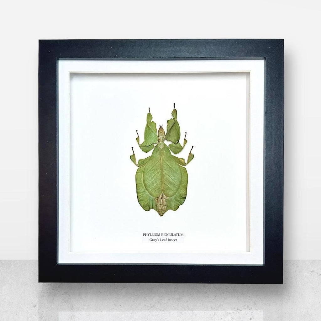 Green Gray’s Leaf Insect | Phyllium Bioculatum | Medium Frame • Taxidermy Entomology Home Decor Framed Art