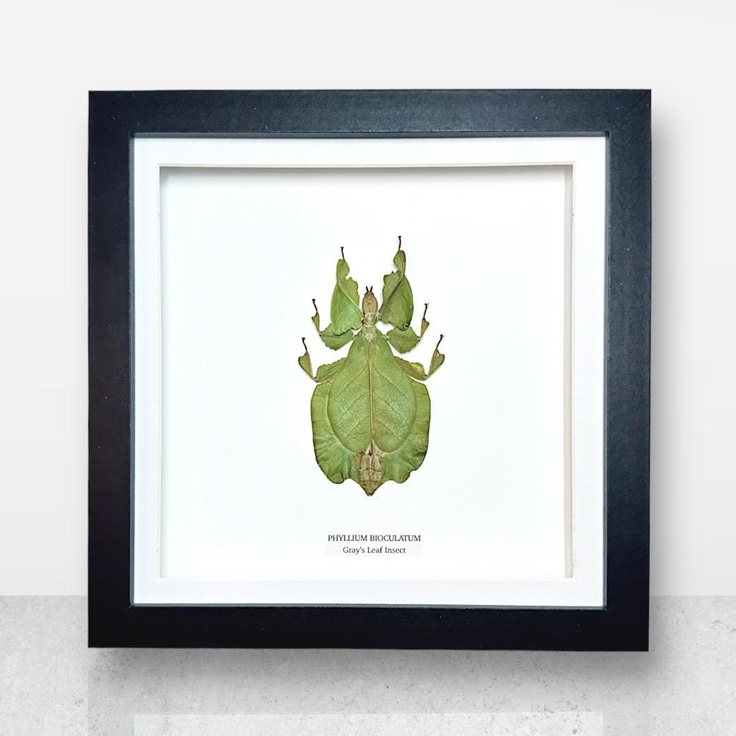 Green Gray’s Leaf Insect | Phyllium Bioculatum | Medium Frame • Taxidermy Entomology Home Decor Framed Art