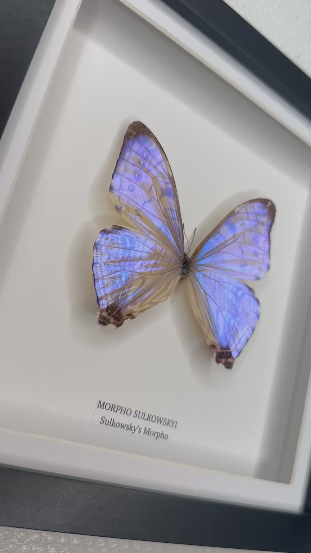 Morpho Sulkowskyi | Medium Frame • Taxidermy Entomology Home Decor Framed Art