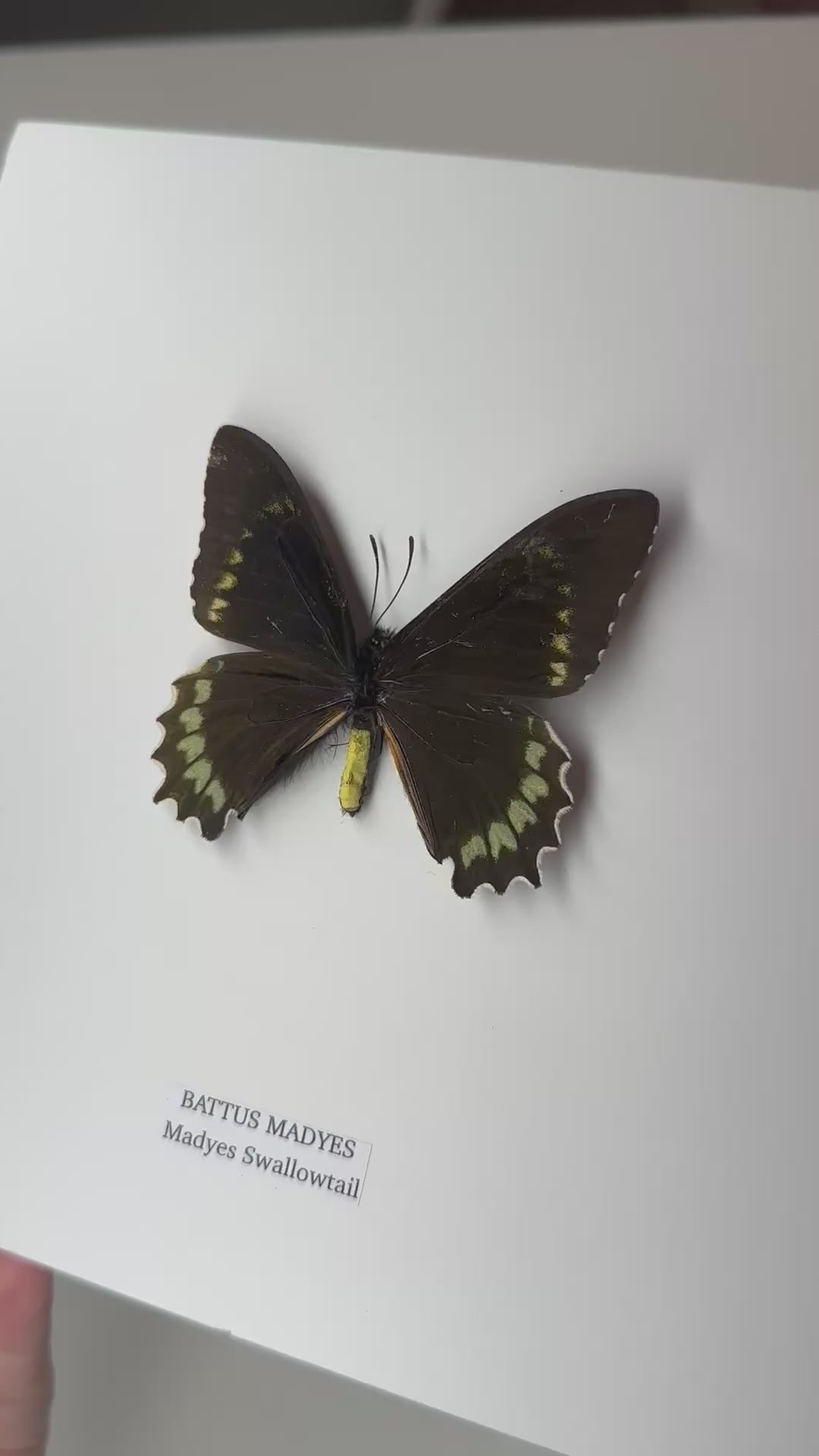 Battus Madyes Swallowtail • Medium Frame • Taxidermy Entomology Home Decor Framed Art
