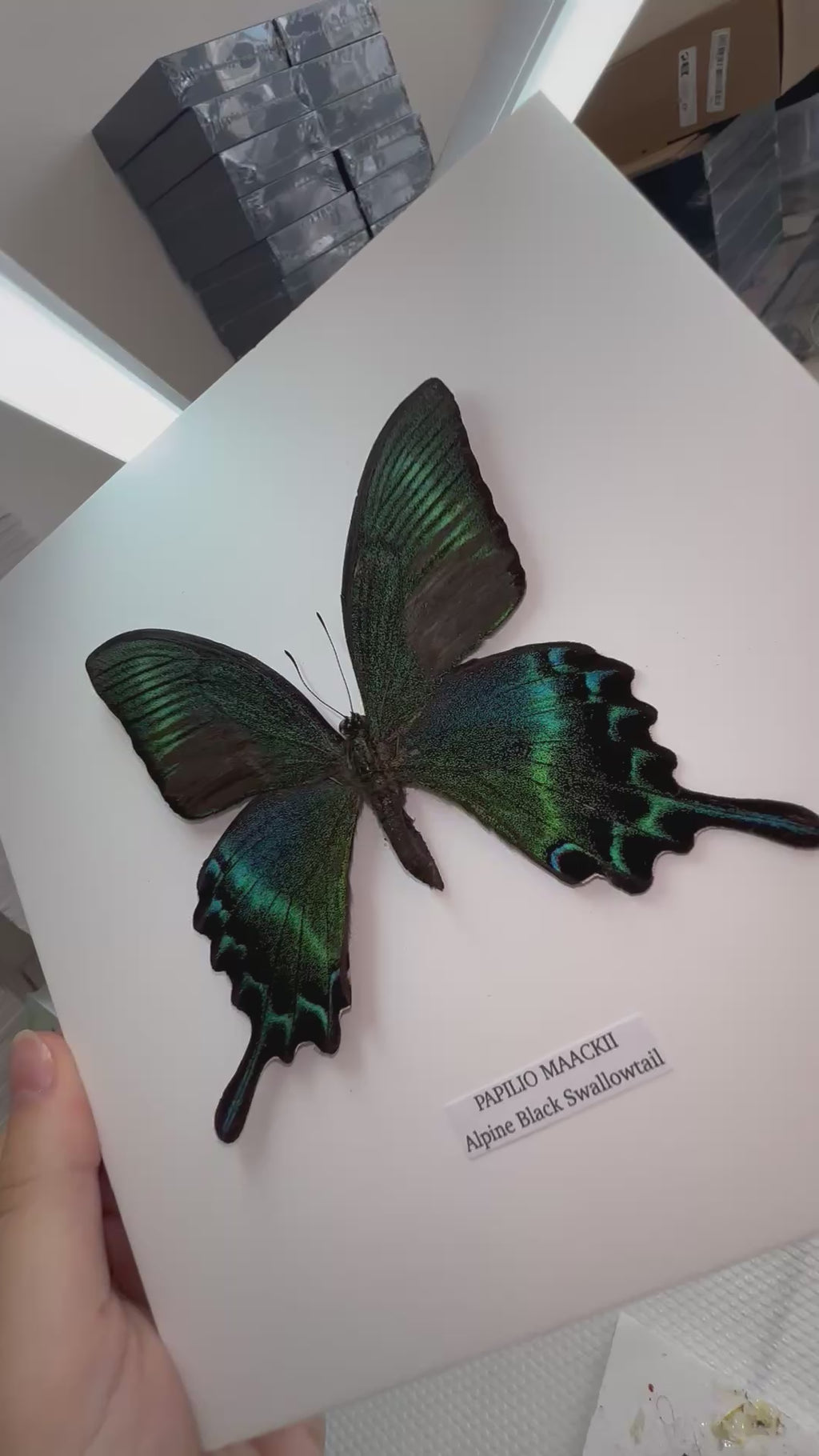 Alpine Black Swallowtail | Papilio Maackii | Medium Frame • Taxidermy Entomology Home Decor Framed Art