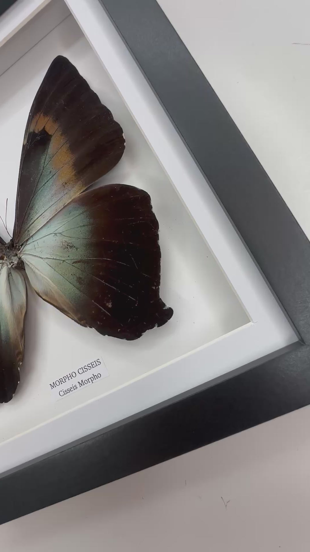 Morpho Cisseis | Medium Frame • Taxidermy Entomology Home Decor Framed Art